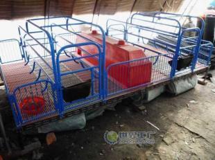 供應鞍山養豬設備，當選愛諾 電熱板、保溫箱、產床等一站式解決方案