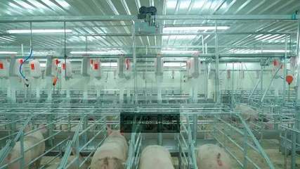 望塵莫及！牧原5元養(yǎng)豬成本背后 資本驅(qū)動(dòng)下的設(shè)備革命與成本謎局