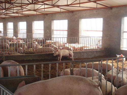 養(yǎng)豬場規(guī)模分類與核心設(shè)備配置