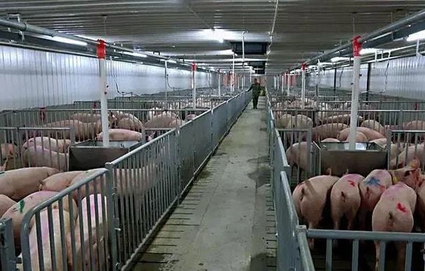 智能養(yǎng)殖新標(biāo)桿 探秘全球最大養(yǎng)豬場背后的中國實(shí)力