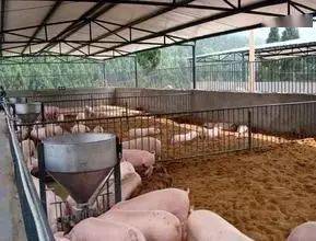 想養(yǎng)豬不敢養(yǎng)？詳解100頭豬的投入成本與后期收益