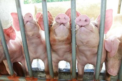 養豬設備中的環保智慧 綠色循環農業的實踐探索