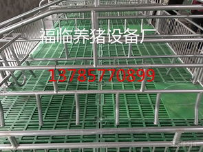 科學養豬的關鍵一環 現代化養豬設備的發展與應用